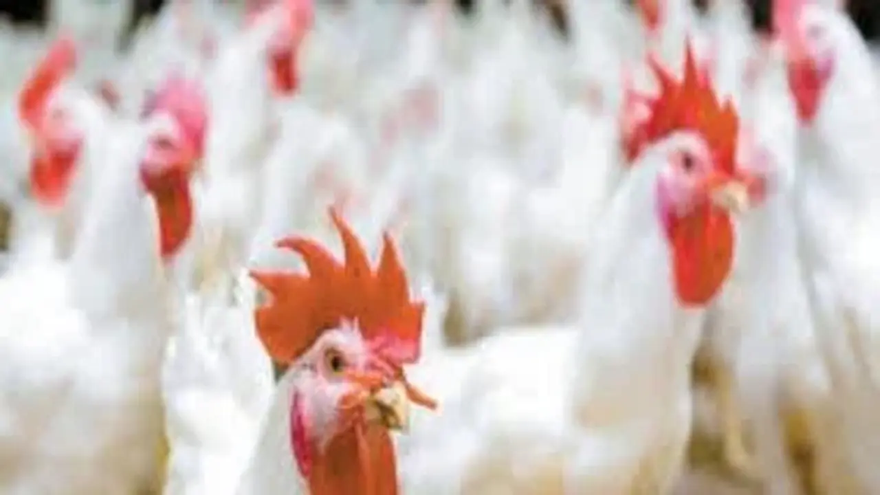 91 جنيها للكيلو.. تباين أسعار الدواجن في أسواق كفر الشيخ السبت المقبل